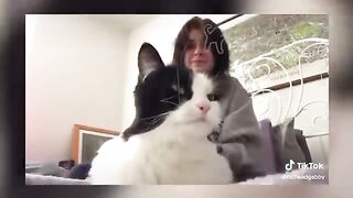 BEST DANK CAT MEMES COMPILATION OF 2020 PART 10