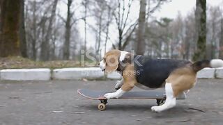 Beagle Dog Rides A Skateboard In Park Pet Dog Skateboarding Outdoor Slow Motion Stock