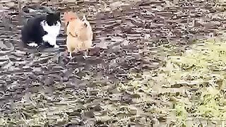 Cat and chicken