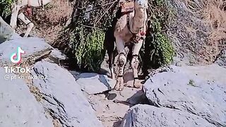 Zabardast oont Ki Sawari