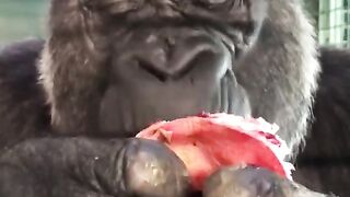 Gorilla Life
