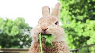 Rabbit Eats A Green Grape