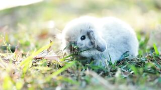 Bunny Holland Lop Eating A Fresh Grass In The Garden