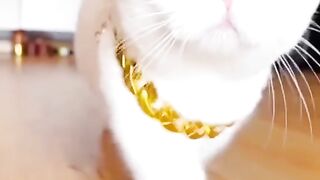 beautifull cat beautifull