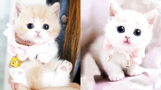 Funny cat and dogs cat and dog super dog and super cat --------------(480P)