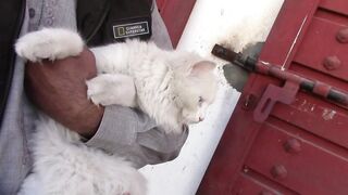 Beautiful Cat _cute and funny cat  2023