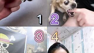 Which_dog_is_the_best___P13_Pinned_Your_Comment_%23shorts(480p).