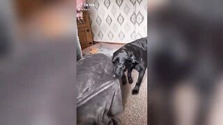 New Funny Videos 2022 -- Cutest Cats and Dogs