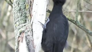 Woodpecker pecking | pecking Woodpecker