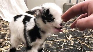 Baby goat making noise