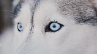 Russian husky.