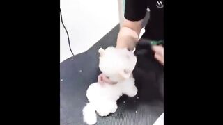 Funny and Cute Pomeran Videos
