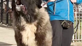 Big dog