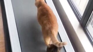 cat does sports