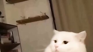 تتكلم القطط لو كانت