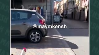MAYMKENCH MEMES ديك يطارط كلب مالينوا
