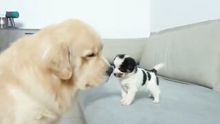 Beautiful dog