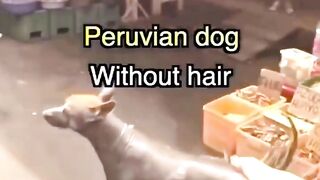 DOG WITHOUT HAIR