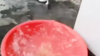 Hewan hewan viral