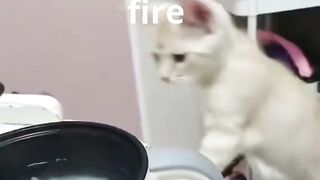 the cat and the fire