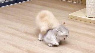 Kucing Oyen