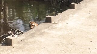 Tiger Bathing