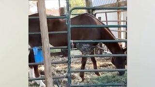 funny scenes with animals