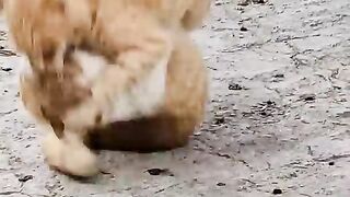 Bataille épique de chats. Guerre pour le territoire.