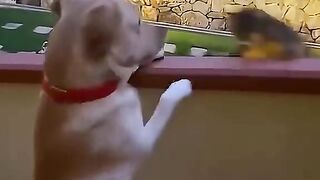 Laughing with animals