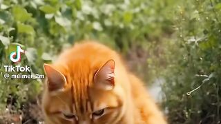 Cat????