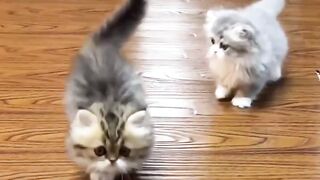 Kucing paling imut