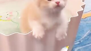 Baby cat cute