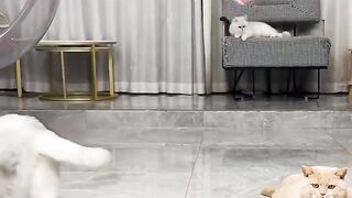 Taman bermain kucing