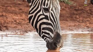 Why zebras have stripes remains a mystery but the most popular theory is they serve as an optical