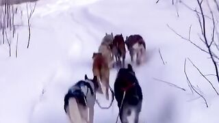 Just a dog lover living his ultimate dream  Dog Musher Alaska Everyday Extremes