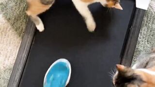 weird cats