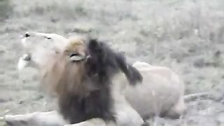 White Lions in Field