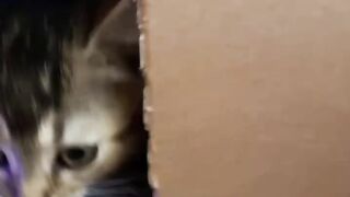 Cat dj party