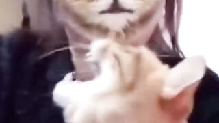 Funny animal video that will make you die laughing