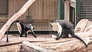 Smart Black Monkeys