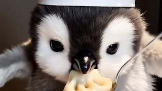 Animal ai short