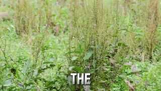 Cheetahs in Jungle