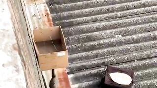 simple idea to save a cat