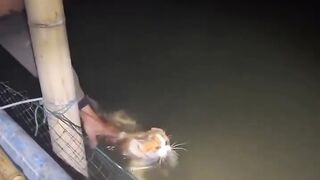 Kucing Pekerja Keras