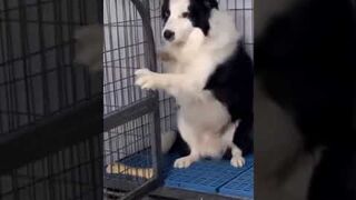 Funny Dog Videos Creative Commons | No Copyrights