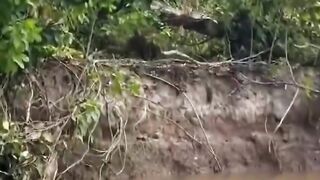 Jaguars are built different