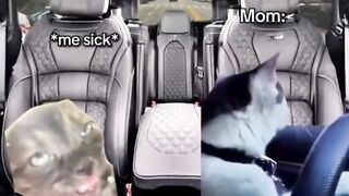 chat between cats