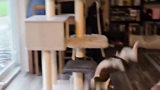 weird cats