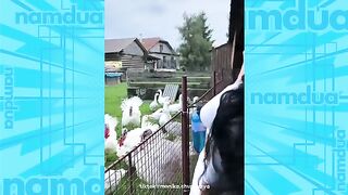 Video kocak warga +62 part 3