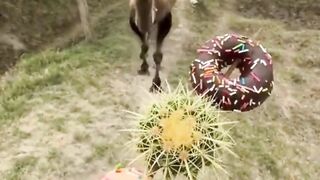 camels can eat cactus
